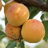 Albicocco San Castrese, Prunus armeniaca 'San Castrese' - vaso Ø25 cm