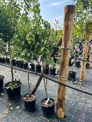 Albicocco San Castrese, Prunus armeniaca 'San Castrese' - vaso Ø25 cm-1