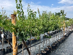 Albicocco San Castrese, Prunus armeniaca 'San Castrese' - vaso Ø25 cm-2