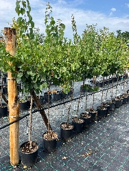 Albicocco San Castrese, Prunus armeniaca 'San Castrese' - vaso Ø25 cm-3