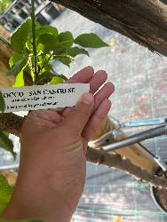Albicocco San Castrese, Prunus armeniaca 'San Castrese' - vaso Ø25 cm-4