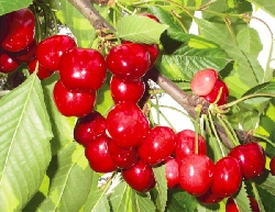 Ciliegio 'Bigarreau Burlat', Prunus avium 'Bigarreau Burlat' - vaso Ø25 cm,