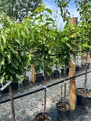 Ciliegio 'Bigarreau Burlat', Prunus avium 'Bigarreau Burlat' - vaso Ø25 cm,-1