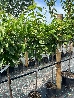 Ciliegio 'Bigarreau Burlat', Prunus avium 'Bigarreau Burlat' - vaso Ø25 cm,-1