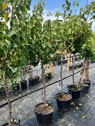 Ciliegio 'Bigarreau Burlat', Prunus avium 'Bigarreau Burlat' - vaso Ø25 cm,-2