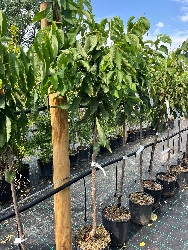 Ciliegio 'Bigarreau Burlat', Prunus avium 'Bigarreau Burlat' - vaso Ø25 cm,-3