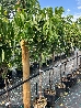 Ciliegio 'Bigarreau Burlat', Prunus avium 'Bigarreau Burlat' - vaso Ø25 cm,-3