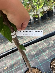 Ciliegio 'Bigarreau Burlat', Prunus avium 'Bigarreau Burlat' - vaso Ø25 cm,-4