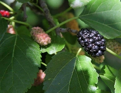 Gelso Nero - Morus nigra -  v16 alto