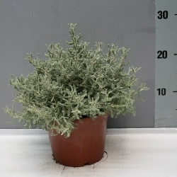 Santolina chamaecyparissus - vaso Ø14 cm