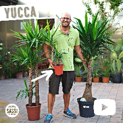 Yucca Elephantipes - Tronchetto della felicità- vaso Ø17 cm 2 tronco 60/30