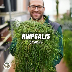 Rhipsalis cashero - vaso Ø19 cm