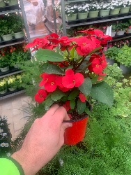 Spina di Cristo, Euphorbia milii - vaso Ø13 cm