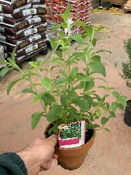 Stevia Rebaudiana - vaso Ø14 cm
