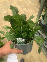 Piretro, Chrysanthemum Cinerariifolium - vaso Ø14 cm