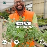 Assenzio, Artemisia absinthium - vaso Ø14 cm