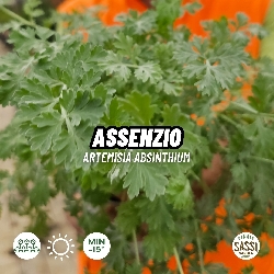Assenzio, Artemisia absinthium - vaso Ø14 cm-0
