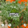 Assenzio, Artemisia absinthium - vaso Ø14 cm-0