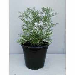 Assenzio, Artemisia absinthium - vaso Ø14 cm-1