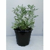 Assenzio, Artemisia absinthium - vaso Ø14 cm-1