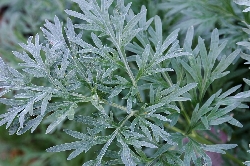 Assenzio, Artemisia absinthium - vaso Ø14 cm-2