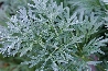 Assenzio, Artemisia absinthium - vaso Ø14 cm-2