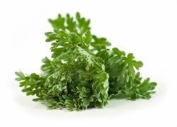 Assenzio, Artemisia absinthium - vaso Ø14 cm-3
