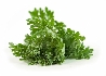 Assenzio, Artemisia absinthium - vaso Ø14 cm-3