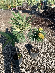 Castanea sativa " Marrone di Marradi " -  v24 h110-120