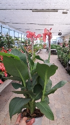 Canna indica, Canna indiana - vaso Ø14 cm