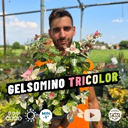 Falso Gelsomino Tricolore, Trachelospermum jasminoides Asiaticum Tricolor - vaso Ø14 cm