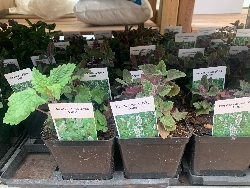 Nepeta cataria  vaso Ø11 cm  Gattaia , Gattaria , Erba Gatta