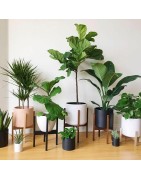 PIANTE DA INTERNO