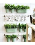 AROMATICHE