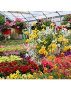 FIORI DI STAGIONE