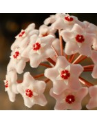 HOYA