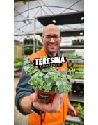 ERBA TERESINA