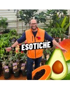 ESOTICHE