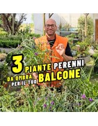 3 PERENNI DA OMBRA