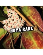 HOYA RARE