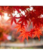 ACERO ROSSO