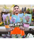 ORCHIDEE DA ESTERNO