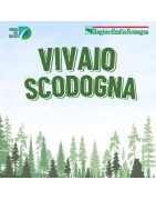 DISTRIBUZIONE STRAODINARIA PRIMAVERA 2025 VIVAIO SCODOGNA